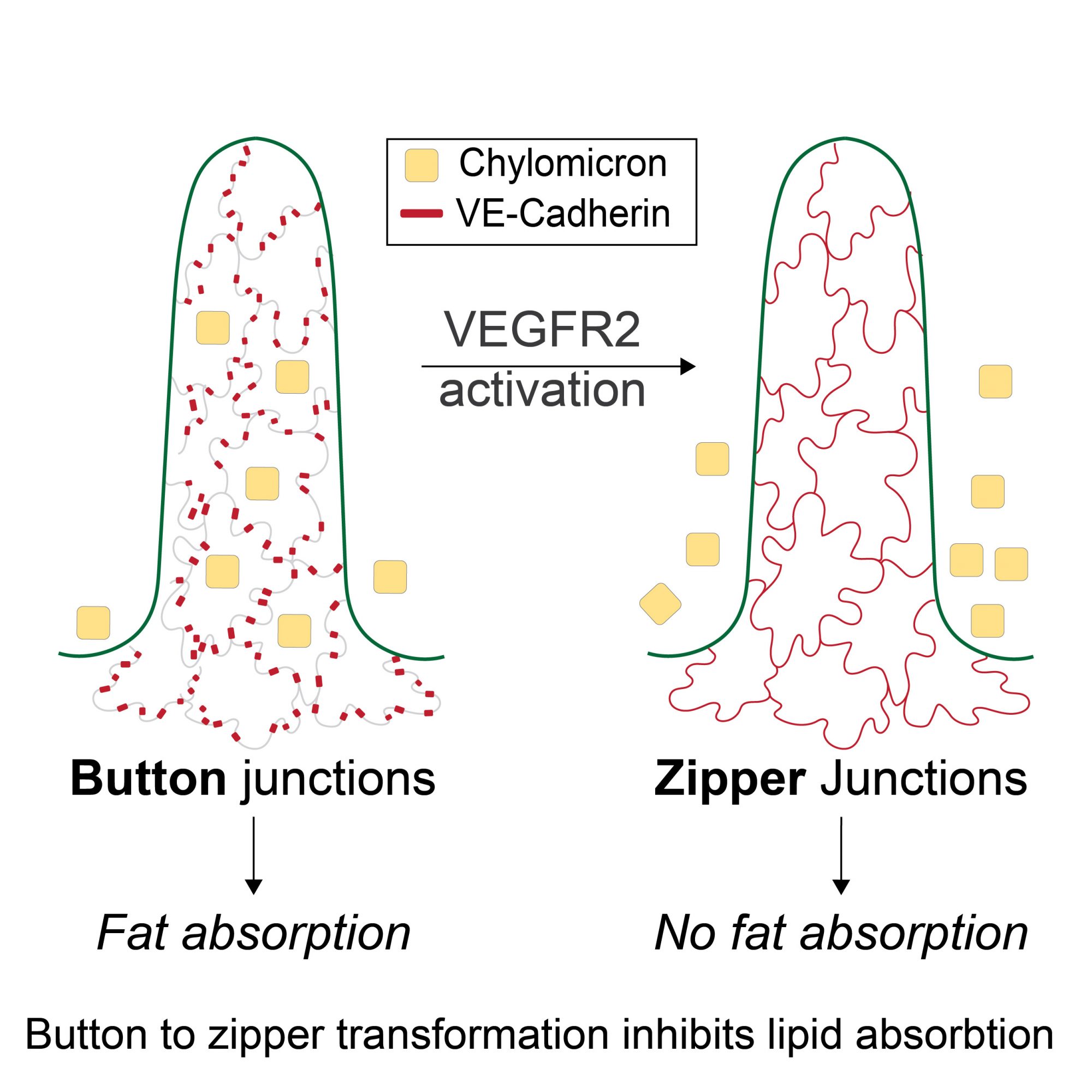 Effects of button to zipper transformation in lacteals