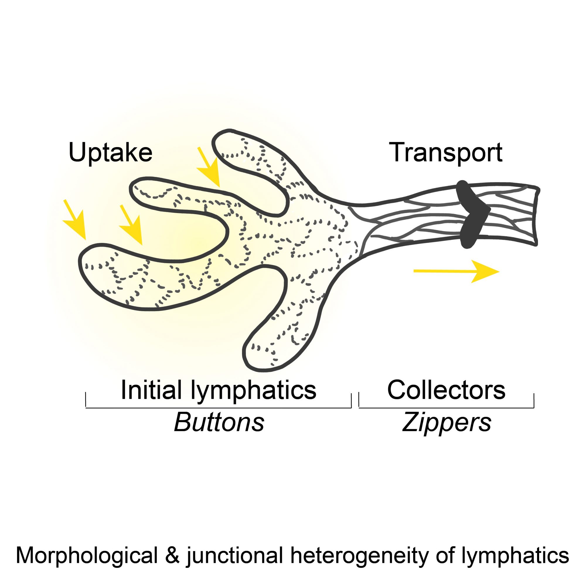 Lymphatic junction heterogeneity